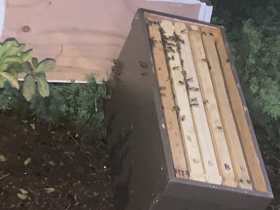 N.S.Bees - North Shore Honey Farm and Honey Bee Removals (Island wide service)