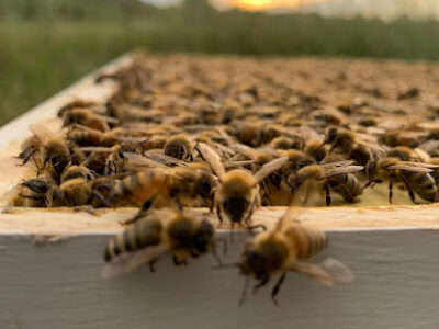Sumter Bee Company, LLC