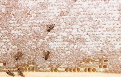 Dandelion Springs Apiary