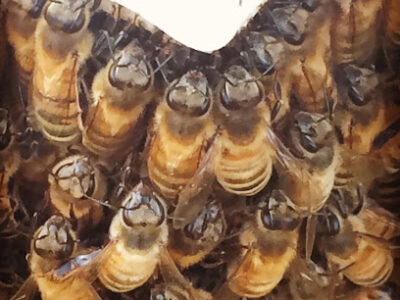 Odale Bee Supply
