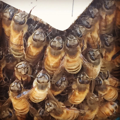 Odale Bee Supply