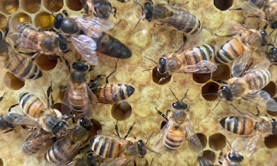 Talbot Hive and Honey