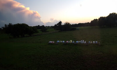 Campbell Apiary