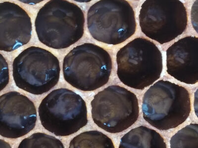The Lake Orion Honey Company