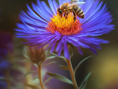 4 season beehive