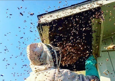 IRescueBees Beekeeping and Bee Removals