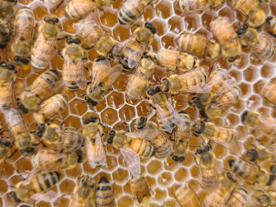 Piedmont Honey Co