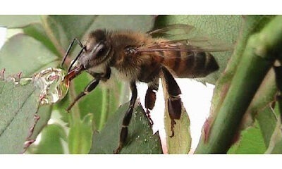 Bee Natural Honey Inc