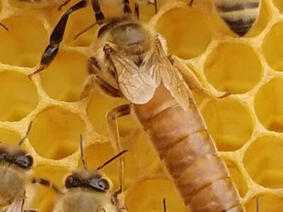 Pearl River Apiaries