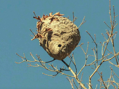 Honey Bee Rescue Service