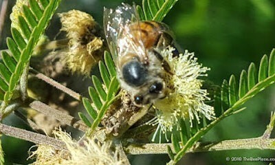 The Bee Place