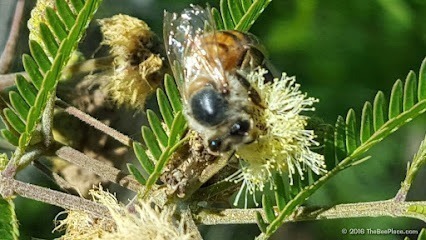 The Bee Place