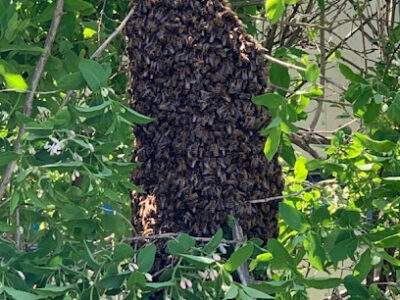 Swarmtrooper Honey