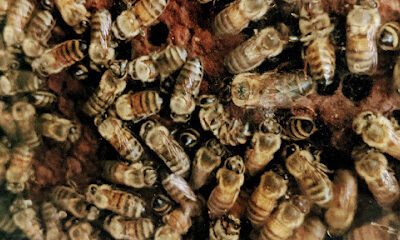 Webb's Honey Inc.