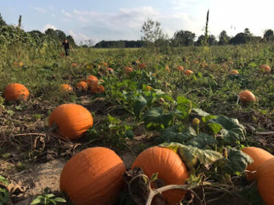 Simmons Farms