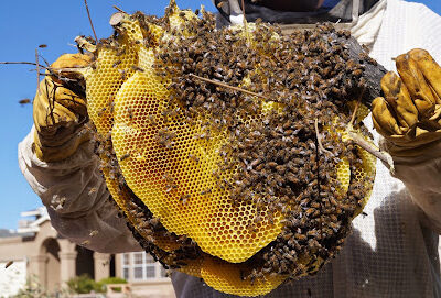 Honey Bee Rescue Farm