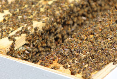 Bellewether Bees