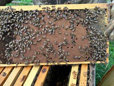 K&L Honey Bees