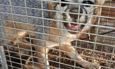 Abolish Pest & Wildlife Control of Southeast Houston