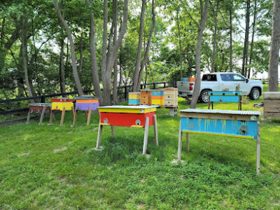 NKY Honey Bees