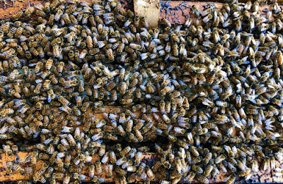 Sunshine Honey Bees