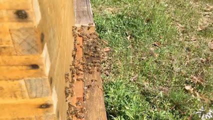 Latham Bee Farm