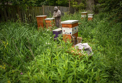 Wesley Family Apiary & Microfarm (Akron Honey)