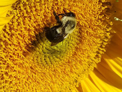 Great Lakes Bee Supply