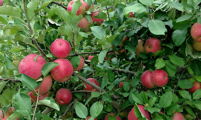 B.J. Reece Orchards