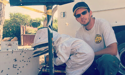 Super Bee Rescue and Removal