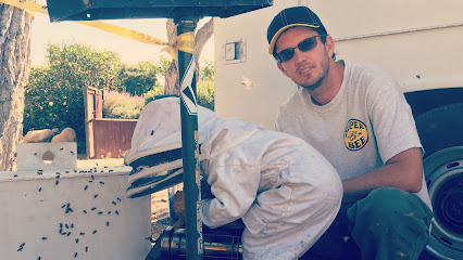 Super Bee Rescue and Removal