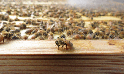 Bailey's Bees