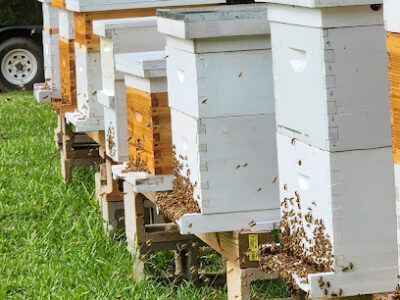 Honey Top Bees