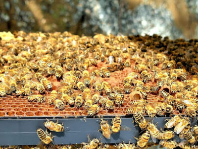 Wild Willy's Honey