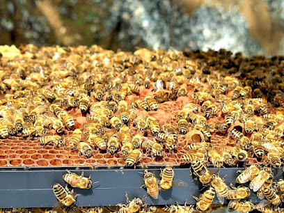 Wild Willy's Honey