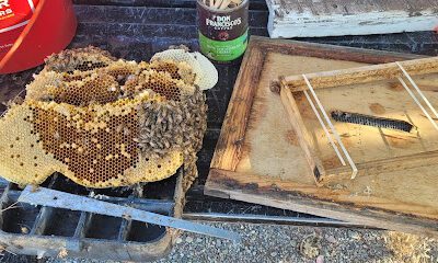 Cushman Apiaries