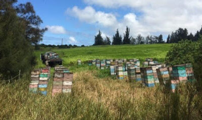 Big Island Bees