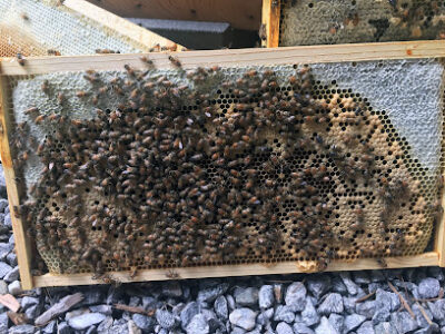 Beorn's Apiary