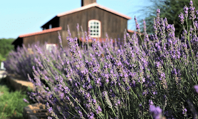 Lavender Brothers