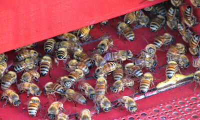 Riley Honey Farm