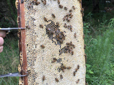 Swamp Bees
