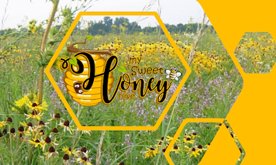 My Sweet Honey Hive