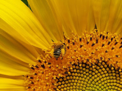 Treacle Creek Apiary