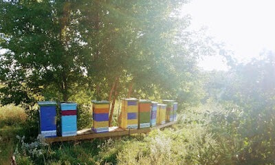 Apple Grove Apiary LLC