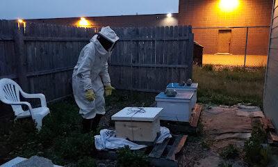 Sunshine Apiary