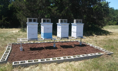 Longship Bee Services