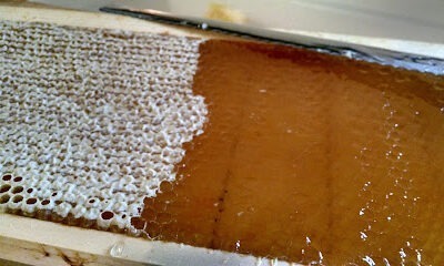 D's Bees