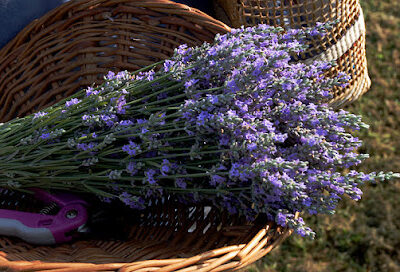 Chappell Hill Lavender Farm