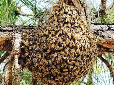 Larson Apiaries LLC