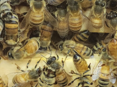 Draper's Super Bee Apiaries